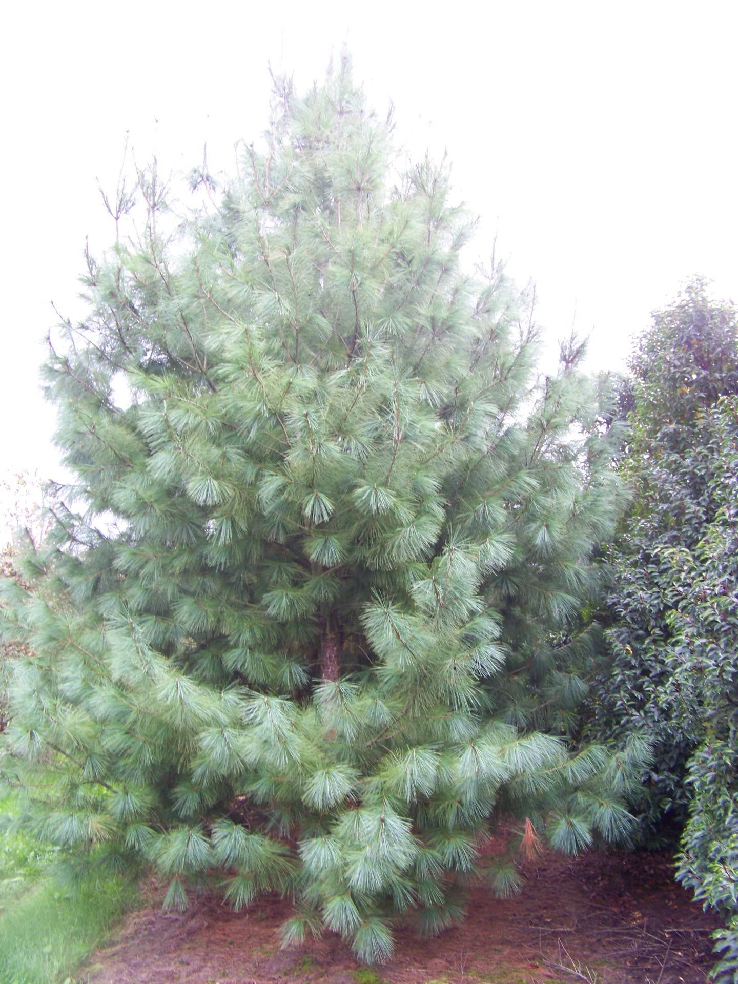 Pinus wallichiana_03